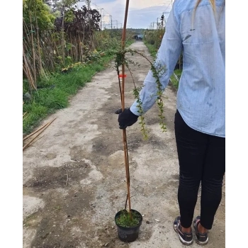 IRGA szczepiona na pniu - sadzonki 80 / 110 cm
